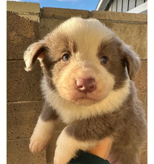 边境牧羊犬的多彩世界（探索边境牧羊犬的丰富色彩）