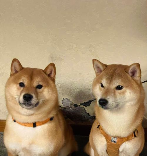 柴犬（不止聪明，还有哪些闪光点？）