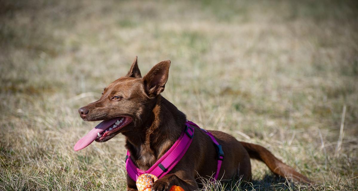 马犬的价格和挑选指南（了解马犬市场价格，选择适合的马犬）