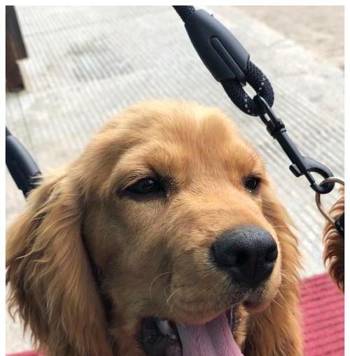 金毛犬的运动需求与预防运动伤害的方法（如何满足金毛犬的运动需求并保护其免受伤害）