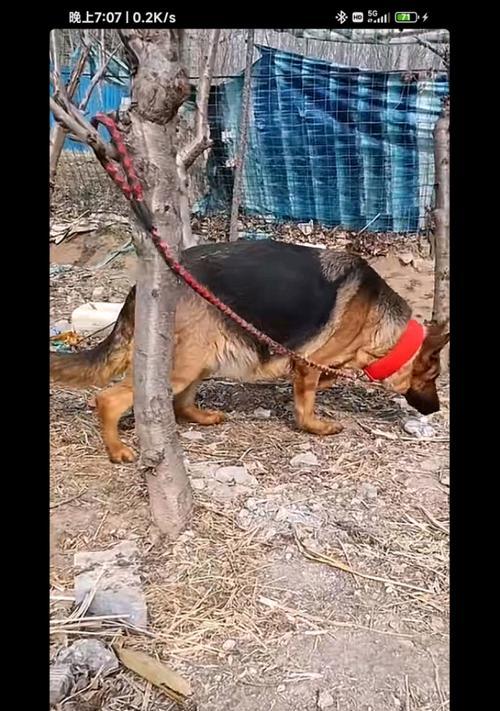 德国牧羊犬的生活习性解密（了解德国牧羊犬的行为习惯与特点）