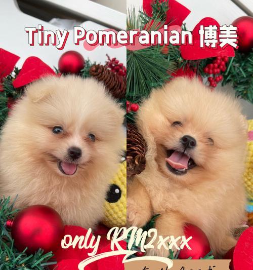 博美犬价格揭秘（了解博美犬价格的关键因素，掌握市场行情，选择心仪的毛孩）