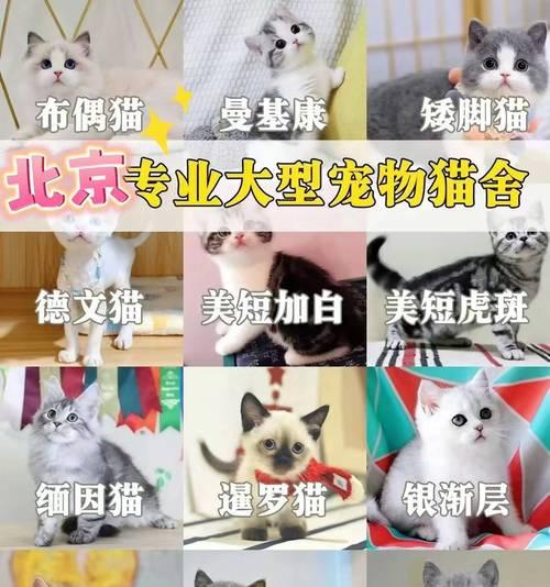小泰迪犬价格的标准是什么？（了解小泰迪犬价格及其相关因素）