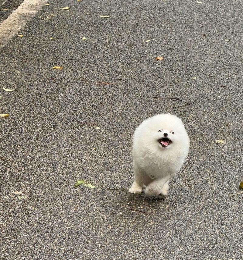 飞驰如风，速度狂奔！——揭秘8种奔跑速度很快的狗狗（犬类世界的速度之王，你知多少？）
