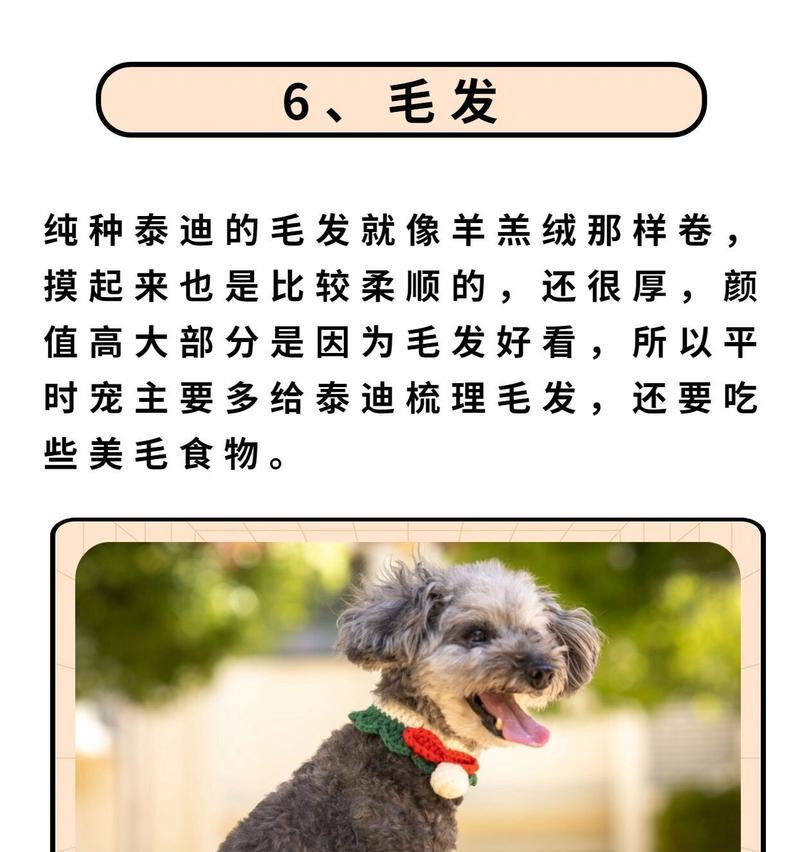 纯种泰迪与串串泰迪（纯种泰迪与串串泰迪的区别和特点解析）
