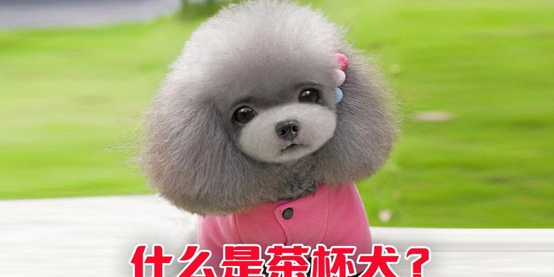 茶杯犬的缺陷之谜（茶杯犬的遗传特征与人为繁殖的关系）