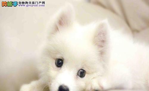 银狐犬的价格与养护指南（了解银狐犬价格及喂养训练技巧，打造健康快乐的银狐犬伙伴）