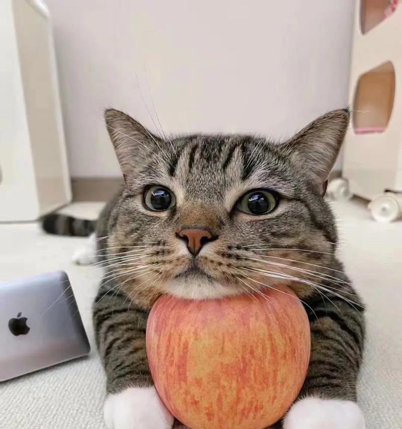 新手养猫，何种猫品种更适合？（从性格到护理，选择合适的猫咪伴侣）