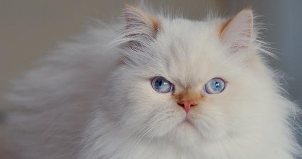 波斯猫的饲养之谜（探寻波斯猫饲养的原因和困扰，揭开它的神秘面纱）