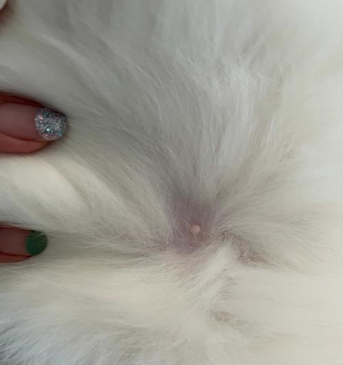 猫咪交配与怀孕的过程（了解猫咪的繁殖周期及怀孕迹象）