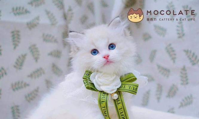 如何养护布偶猫，成就你的仙境之旅（布偶猫新手养成指南，享受与仙女般的伴侣生活）