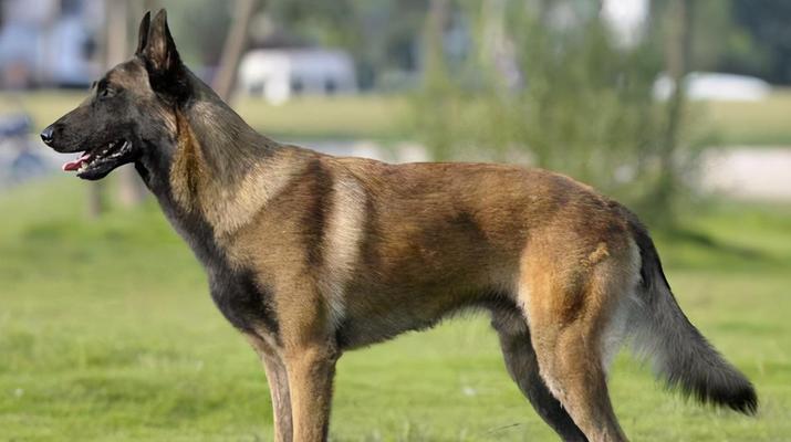 马犬——忠诚、友善的家庭伴侣（马犬的基本饲养方法及养护指南）