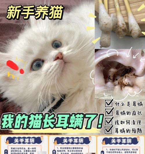 治疗猫耳螨的快速有效方法（了解猫耳螨的症状和治疗方案，帮助猫咪快速康复）