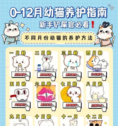 新手铲屎官购买龙猫的注意事项（新手铲屎官需要了解的关于购买龙猫的重要事项）