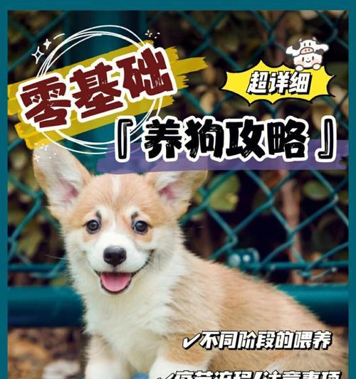 小狗健康护理指南（新生小狗驱虫和打疫苗的时间安排及注意事项）