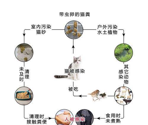 幼猫为什么会得绦虫？（探究幼猫感染绦虫的原因及预防方法）