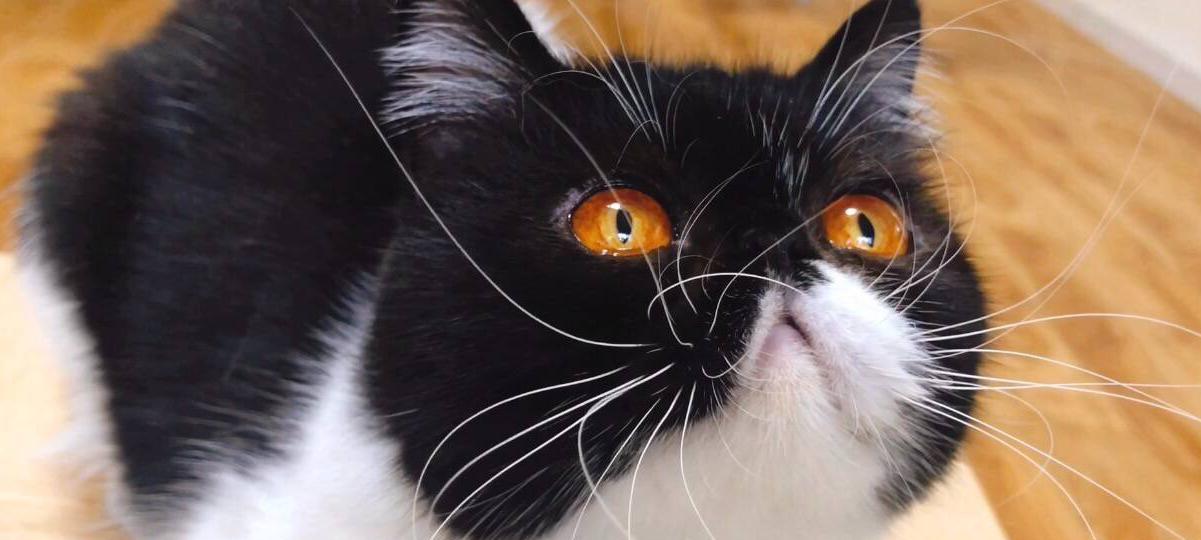 揭秘猫咪胡须的奥秘（猫咪胡须的形态特征和功能解析）