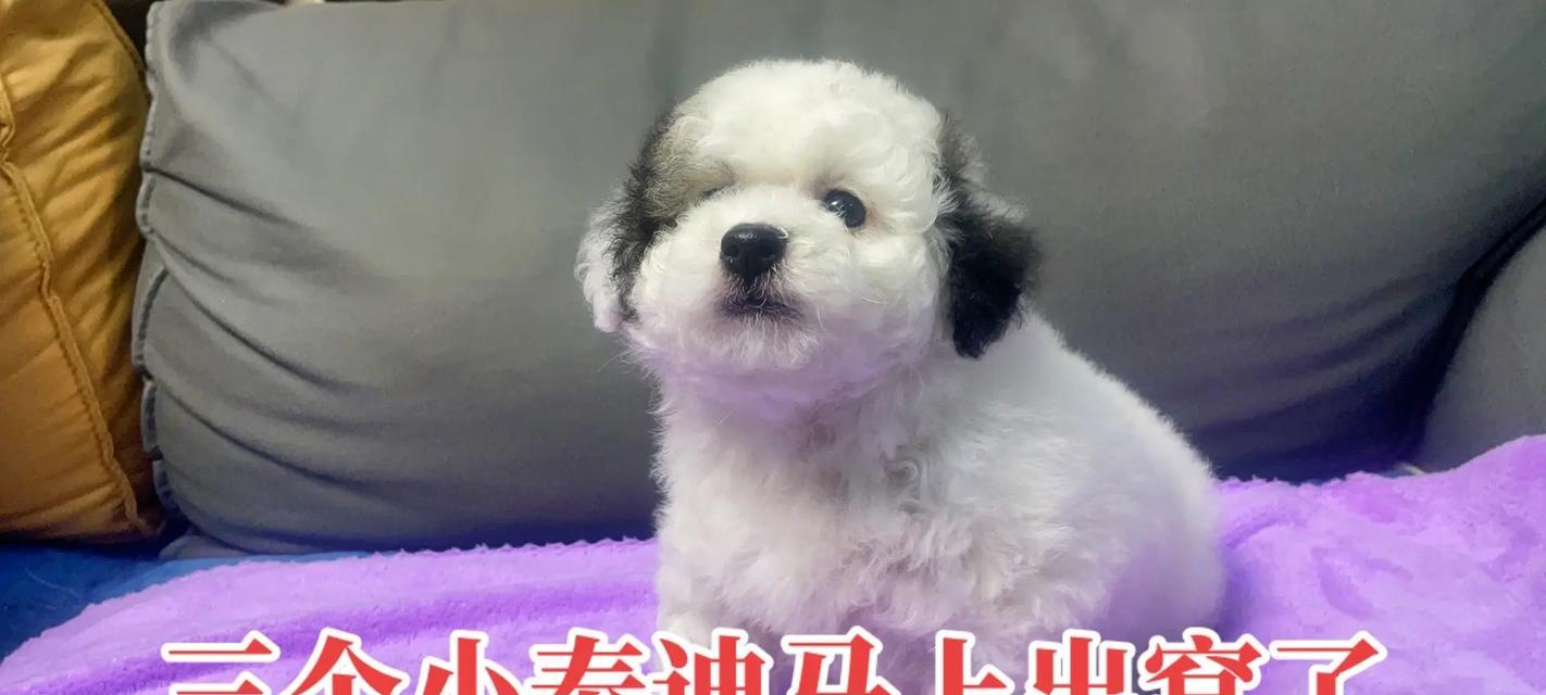 小泰迪不能以肉为主食的原因（揭秘小泰迪的饮食禁忌）