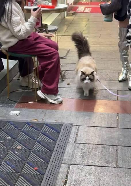 带猫咪出门的注意事项（了解猫咪的个性和需求，为外出做好准备）