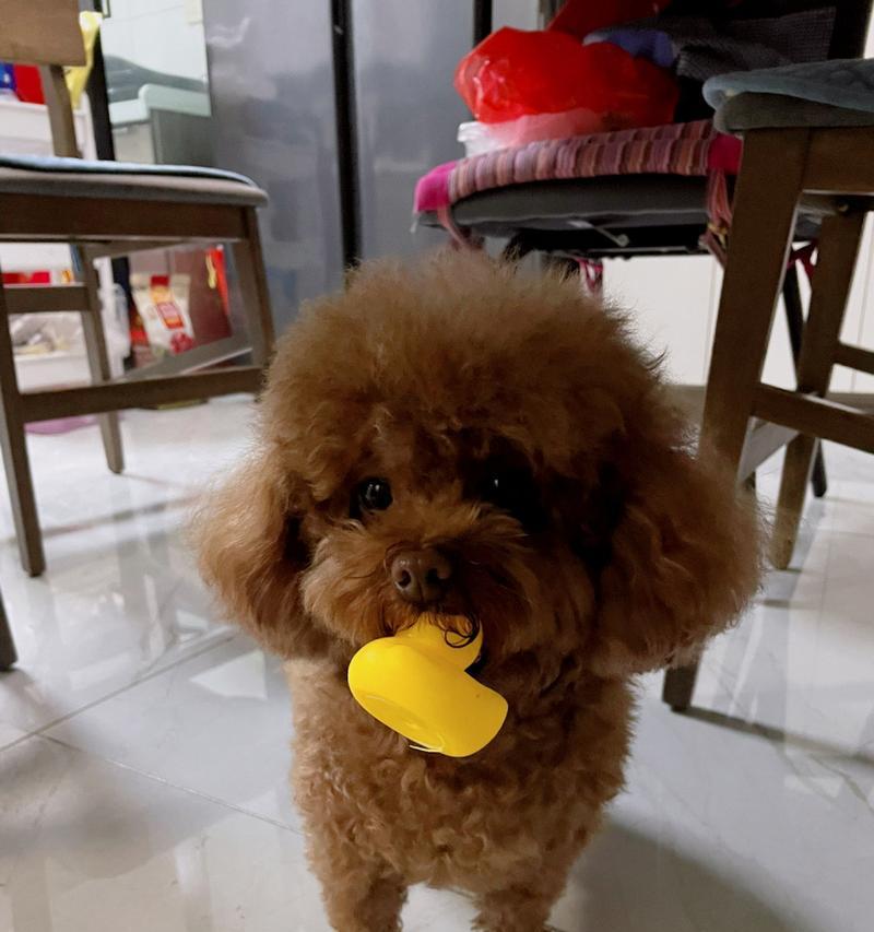 小狗为何吃什么都吐？（揭开小狗进食问题的原因与解决方法）