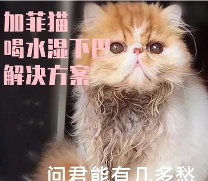 揭秘加菲猫为何喜欢舔人鼻子（加菲猫行为背后的秘密与原因探究）
