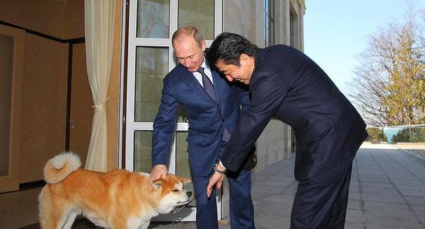 秋田犬的高价之谜（探究秋田犬价格背后的原因与价值）