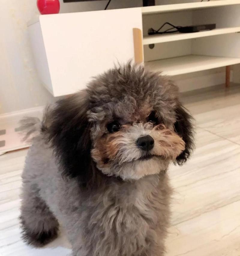 泰迪为什么会有泪痕？（探究泰迪犬泪痕的成因与解决办法）