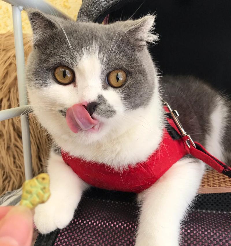 探秘折耳猫小时候的主食（了解折耳猫成长所需食物及其重要性）