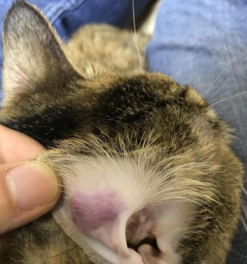 猫耳朵发炎的原因及防治方法（揭秘猫耳朵发炎的常见原因和有效的治疗方法）
