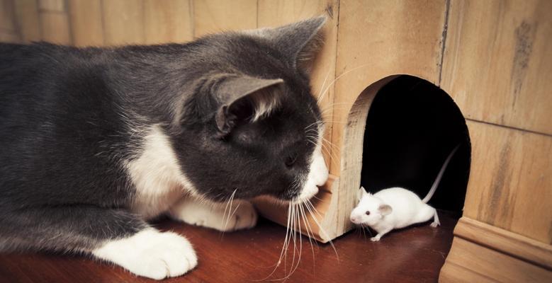猫为什么要吃老鼠？（揭开猫咪吃老鼠背后的奥秘）