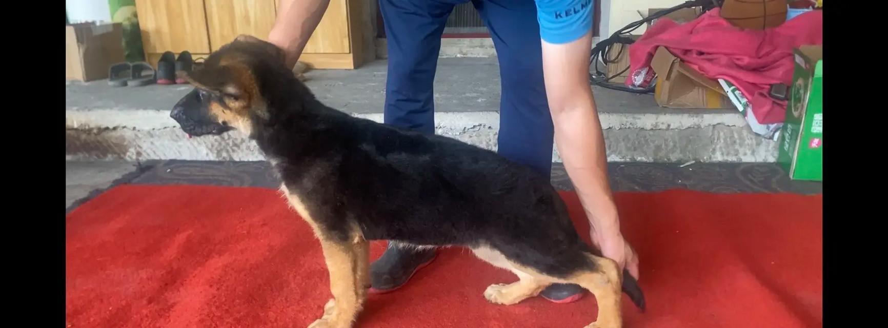 牧羊犬幼犬常见病及防治方法（保护牧羊犬幼犬健康的关键）