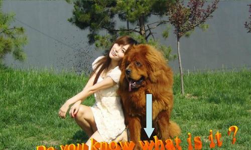 CreativeEnglishNamesforMaleDogs（15UniqueandCatchyEnglishNamesforYourBoyDog）