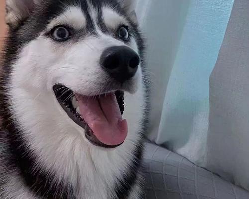 哈士奇幼犬的饮食需求与羊奶的重要性（为你的哈士奇幼犬选择最佳食物和饮品）