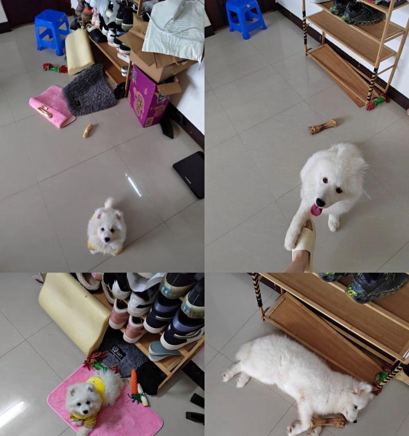以萨摩耶四个月喂什么原因？（为什么以萨摩耶四个月的狗狗需要特殊饮食？）