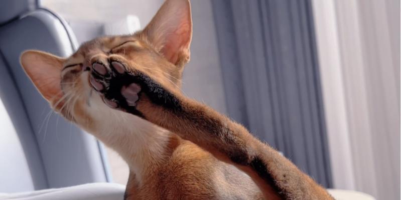 猫咪为什么一直舔爪子？（解析猫咪舔爪子的原因及影响）