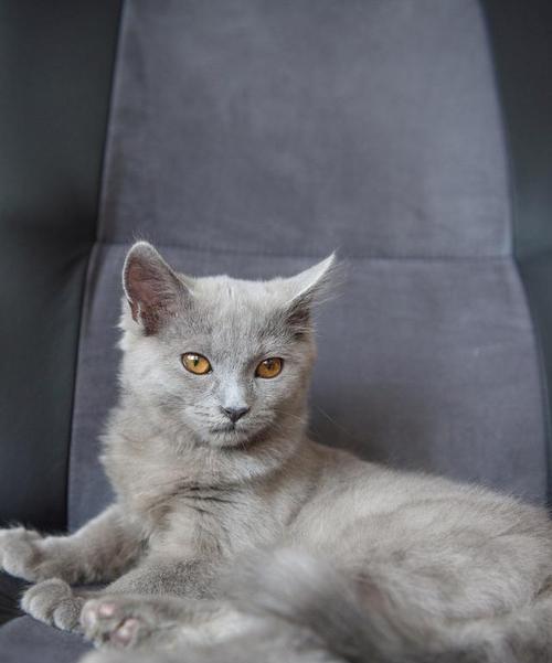 纯种猫（揭秘纯种猫的种类和特点）