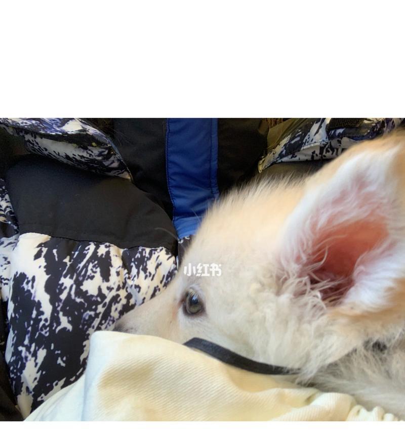 狗狗疫苗注射部位的选择与注意事项（保护狗狗免受疾病侵袭的关键——正确选择疫苗注射部位）