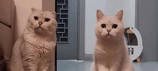 神奇的食物（探索猫咪吃了什么会导致失去声音的风险与效应）