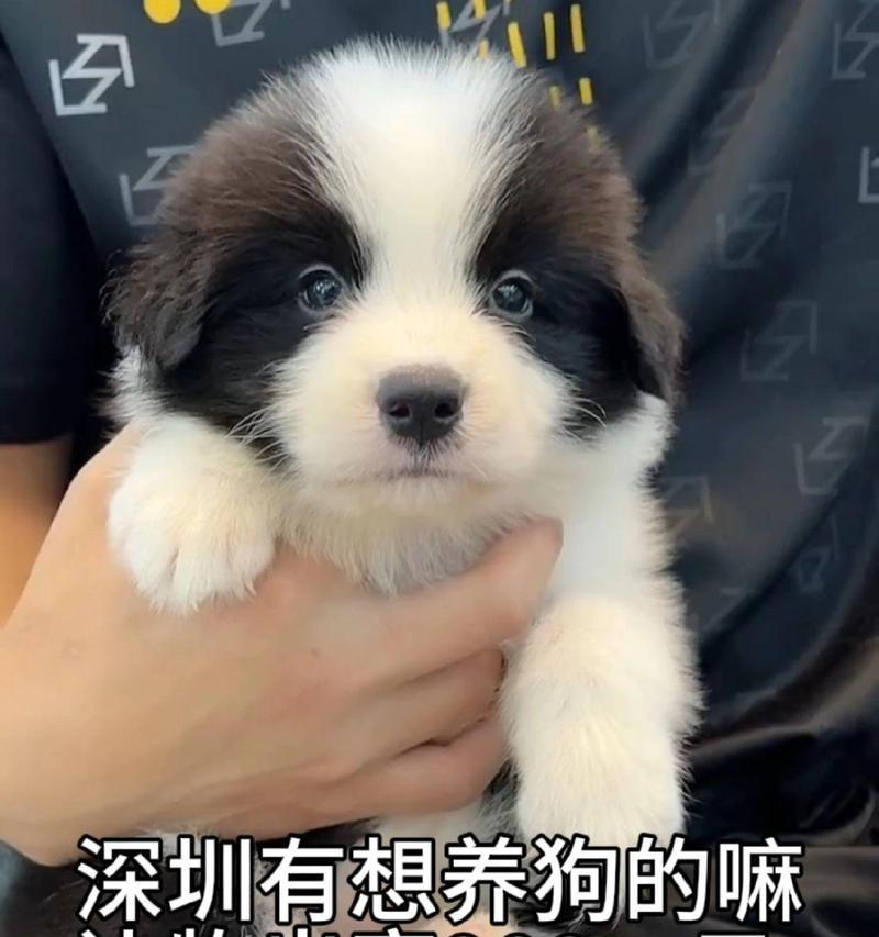 以边牧适合什么狗一起养？（边牧的养犬伴侣选择及注意事项）