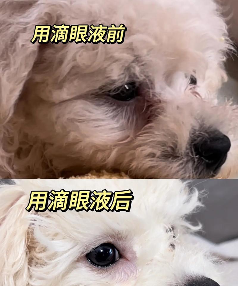 小狗眼药水的选择与使用（保护宠物狗的眼睛健康）