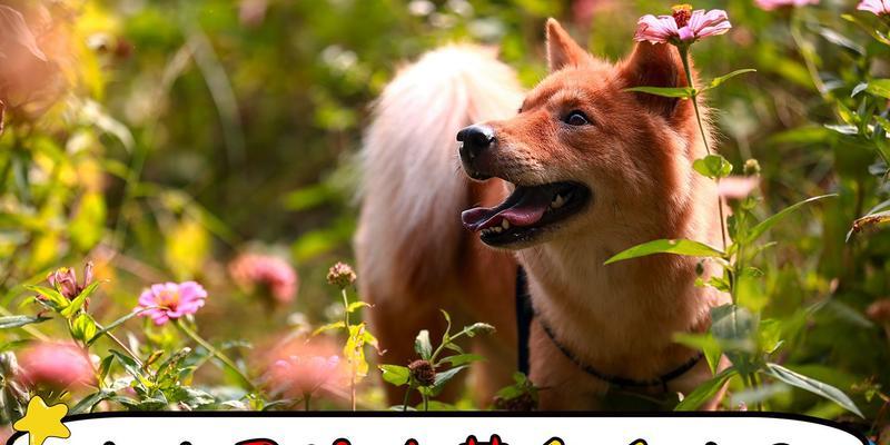 狗狗尿液浓黄，可能需要药物治疗（了解狗狗尿液颜色变化的原因和治疗方法）