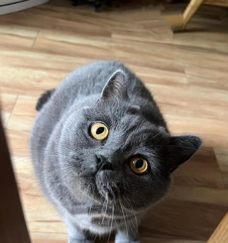 猫肝问题（了解猫肝问题的常见症状和预防措施）
