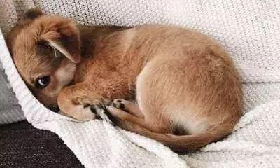 狗狗为什么天天哼哼要抱？（探究狗狗对抱抱的渴望和表达方式）