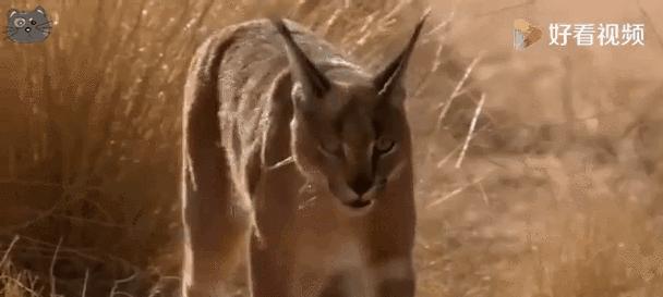 猫咪的音乐天赋（发掘猫咪的音乐潜能，网上挂铃铛成为新热潮）