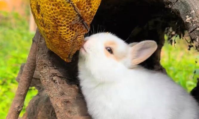 小兔子的饮食乐园（探索小兔子的美食世界）