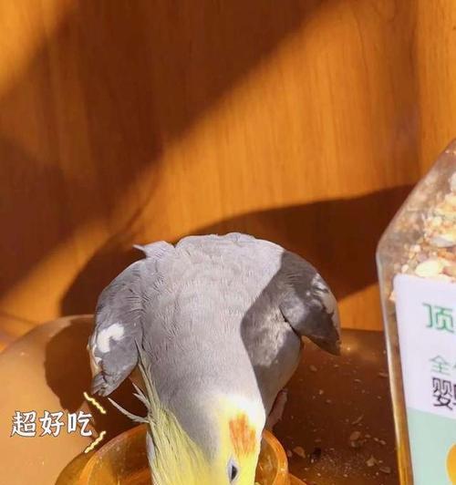 玄凤鹦鹉的健康饮食指南（科学饲养，让你的玄凤鹦鹉健康成长）