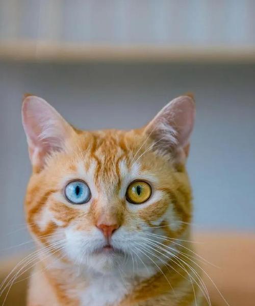 探秘猫眼中的美丽世界（猫眼色彩的魅力与吸引力）