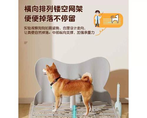 泰迪狗拉巴巴的好处及训练技巧（培养泰迪狗拉巴巴的习惯，让生活更便利）