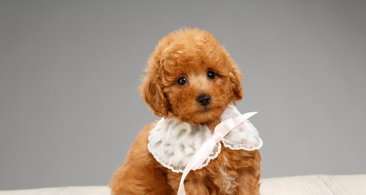 贵宾犬脚掌颜色之谜（揭秘贵宾犬脚掌颜色的起源和特点）
