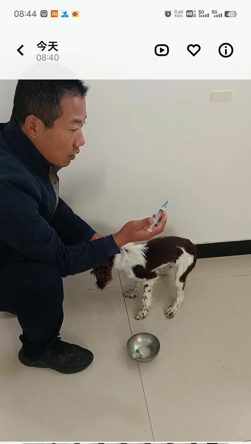 狗为何会呕吐？（探索狗吐的原因和处理方法）